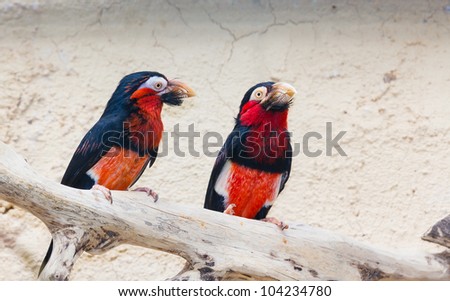 A pair of Bearded Barbet (Lybius dubius) birds