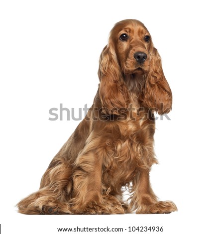 English cocker spaniel, 9 months old, sitting against white background Royalty-Free Stock Photo #104234936