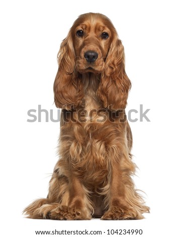 English cocker spaniel, 9 months old, sitting against white background Royalty-Free Stock Photo #104234990