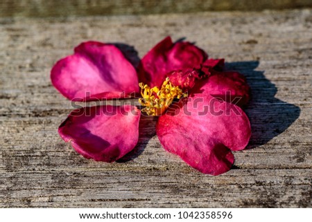 A fallen camellia flower rests on a park bench in Zama, Japan
