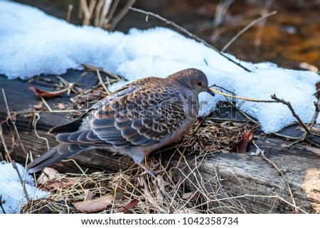 A small turtle dove looks for food in the forest after a recent snow in Zama, Japan.