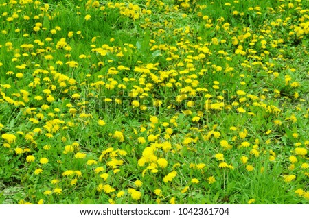 Spring dandelion field background
