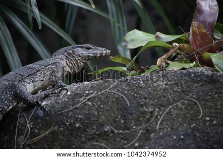 monitor lizard on the rock