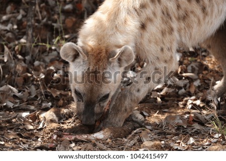Spotted laughing hyena eating old antelope leg for food, Kruger National Park, South Africa