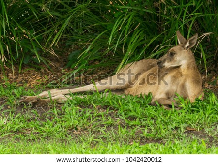 an eastern grey kangaroo relaxing on a field in the shade after heavy rain