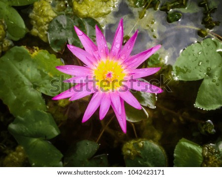 ?Beautiful pink lotus flower or water lily in a pond. Green leaves around it.Water droplets are present on petals. Symmetrical photo of the flower. Reflection of sky can be seen in water.Vintage Style