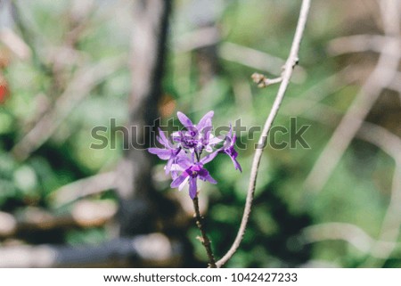 Beautiful Fresh Nature flower,Soft focus Purple Wreath Flower The flower is a purple bouquet of five petals, like a 5-pointed petal. The top of the petals are hairy.Vintage film Style.