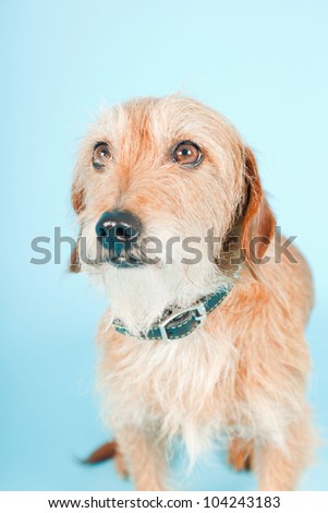 Little brown mixed breed dog isolated on light blue background. Studio shot.