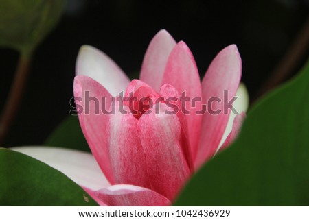 Blooming lotus image
