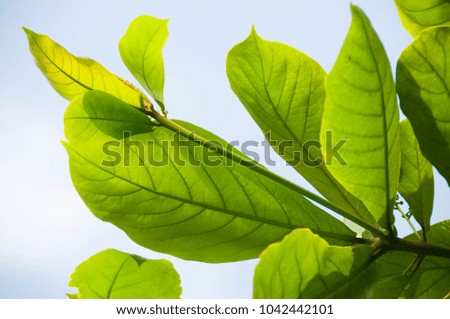 Green leaves, backgrounds.