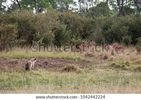 Hyena looking impala