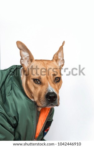 dog sits in of advisers. Staff in the green bomber. A funny picture of dogs in clothes on a white background.