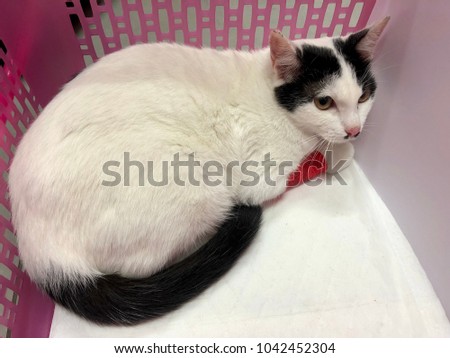 White female cat with black striped leg injury in the right leg wearing red.