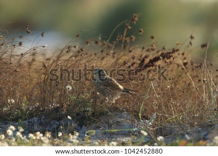 common kestrel (Falco tinnunculus) Sweden