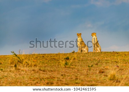 Two Cheetahs sitting in a row. Mother & son survey the landscape for prey on the savannah grasslands, Maasai Mara, Africa. Wispy clouds, blue sky. Bokeh foreground. Minimalism, solitude. Copy space.