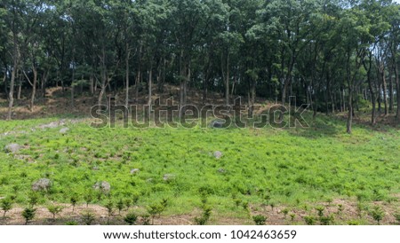 Planning forest formation