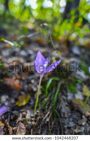 Wild crocus at the autumn in the forest