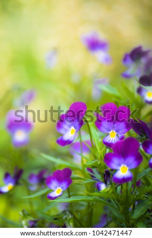 Bright flowers of violets in the garden against the backdrop of greenery. 