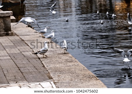 Seagulls on the edge of the river Viareggio, Italy.