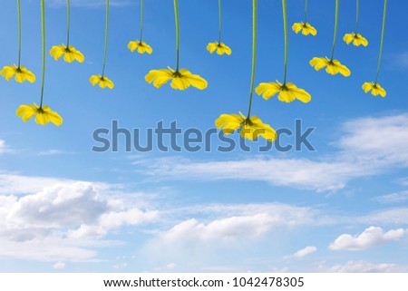 yellow cosmos flowers and blue sky and cloud