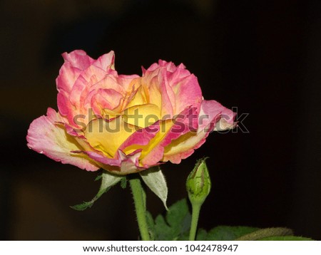 Beautiful roses in the garden, pink, yellow, red, and white in a single flower.