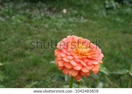Orange zinnia flower in garden