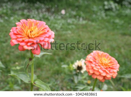 Orange zinnia flowers in garden