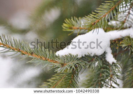 Fir tree covered with snow, Fir branch with snow, symbol of winter