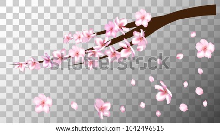 Realistic Cherry Branch Illustration Vector. Sakura Apricot, Peach, Apple Blossom Twig Petals Falling Isolated on Transparent. Realistic Blossom Cherry Branch, Showering Petals, Wedding Decoration.