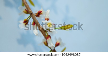 Beautiful flowers of Cratoxylum formosum, white petals, preservative, Thai herbs