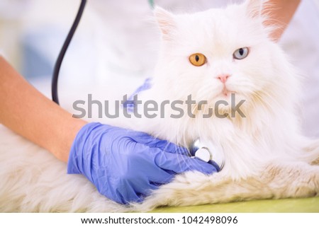 Veterinarian with stethoscope examining white persian cat at office close up