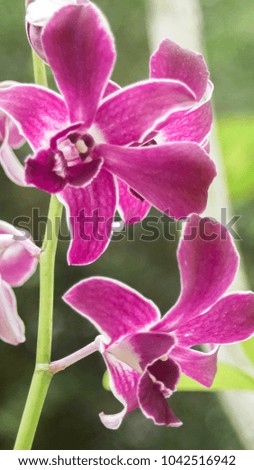 Beautiful violet orchids isolated on green nature background