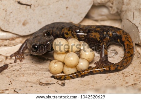 Speleomantes strinatii (strinati's cave salamander) female with eggs