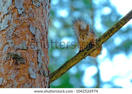 Squirrel sits on a pine bough