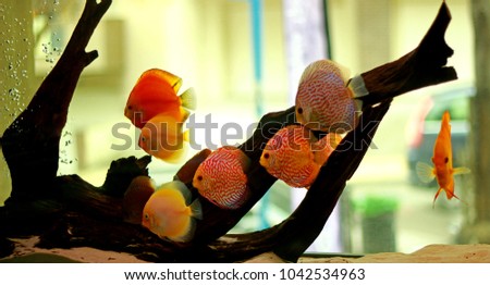 Discus fish in freshwater aquarium