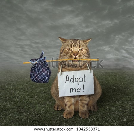 The loneliness cat with a sign around his neck is on a meadow. It says " Adopt me! ".