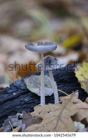 beauty of inedible mushrooms from the forest