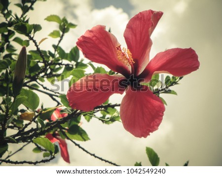 A beautiful fully opened red hibiscus flower in an exotic country tanzania island of zanzibar