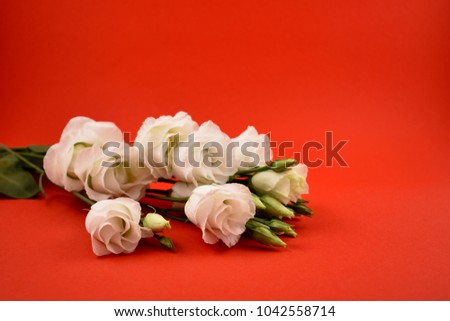 White romantic bouquet stock images. Lisianthus, Eustoma Grandiflorum. Tender white bouquet. White flowers on a red background