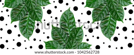 Banner floral ornament of green leaves. Flat lay top view