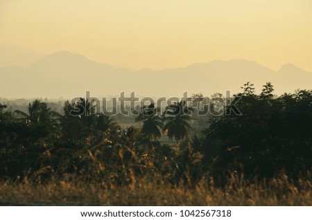 Coconut trees and mountain background with warm morning light