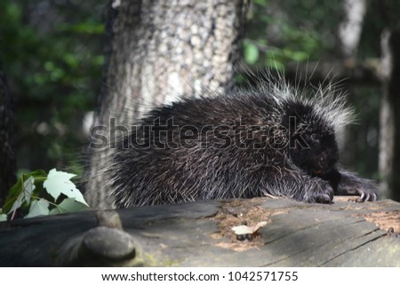 Large porcupine climbing over a log with it claws 