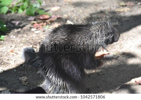 Wild black and white porcupine standing on its back legs 