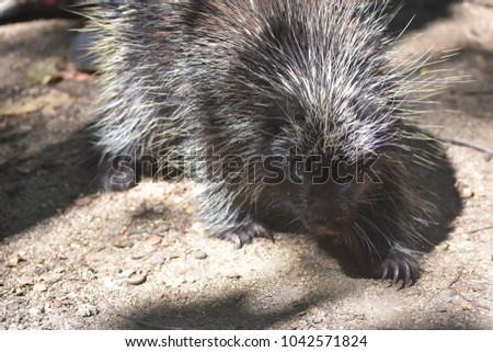 Walking porcupine with large claws digging into the ground 