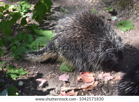 Adorable wild porcupine walking through the woods 