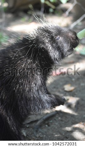 Black porcupine reaching for leaves to eat 