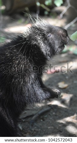 Cute porcupine reaching for leaves to eat on its hind legs 