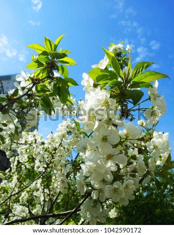 Flowers of white cherry. Spring cherry blooms.