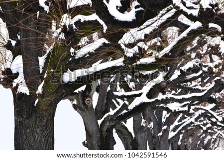 Close up pattern of black - brown Bare trees with snow on the branches, bottom view, feeling freezing. Concept Natural Bare tree and white ksow pattern background.