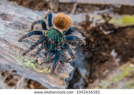 Chromatopelma cyaneopubescens. Greenbottle blue tarantula spider in natural environment.